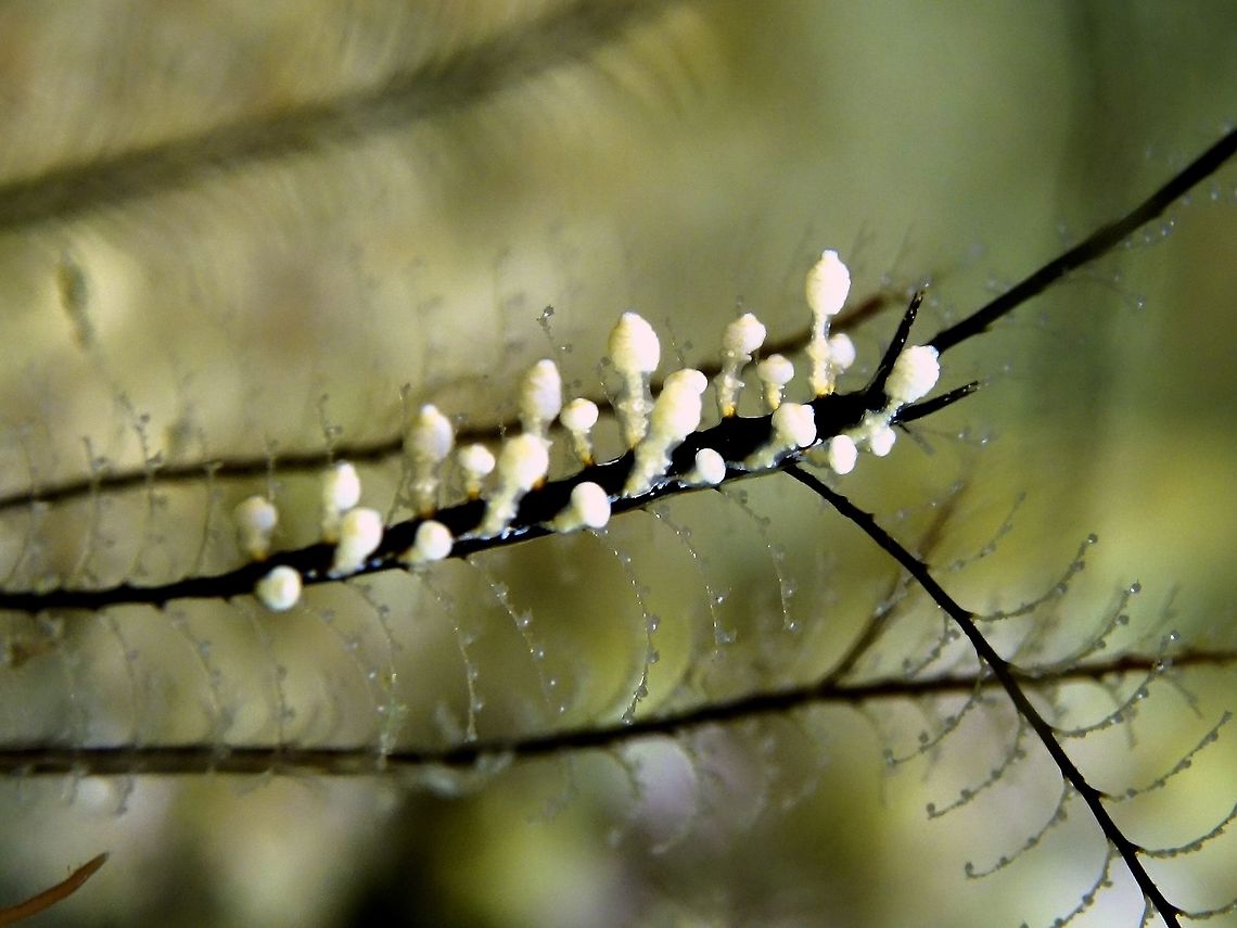 Eubranchus sp - Undescribed Nudibranch This Nudibranch is identified as Eubranchus sp 25 in the Nudibranch &amp; Sea Slug Identification Book/forum. Anilao,Batangas,Eubranchus,Eubranchus sp,Geotagged,Nudibranch,Philippines,Winter