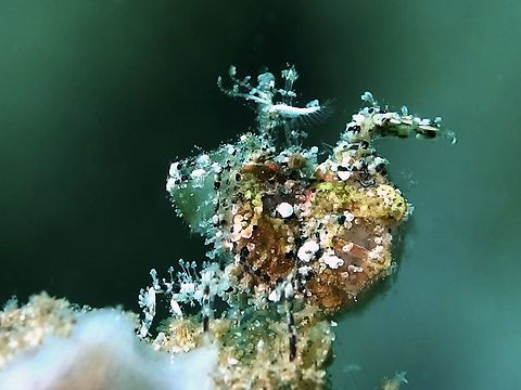 Shrimp - Neostylodactylus litoralis This Shrimp - Neostylodactylus litoralis is a very small in size, around 8-10 mm and since they hunch/curl up their tail upward, they actually look smaller.  They are also very cryptic, with algae and tiny sands on their body for camouflage. Anilao,Batangas,Geotagged,Neostylodactylus litoralis,Philippines,Shrimp,Winter