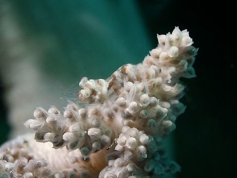 Alcyonohippolyte dossena