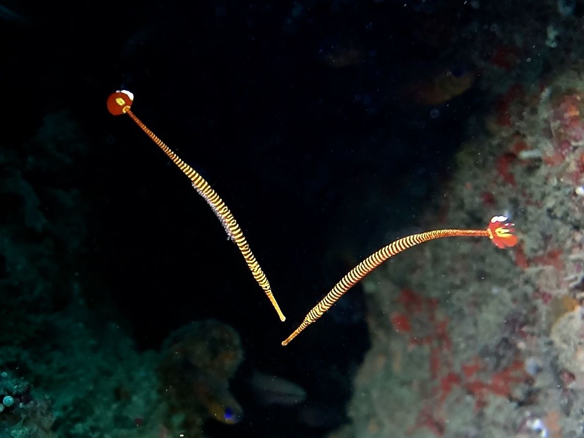 Orange-Banded Pipefish - Doryrhamphus pessuliferus This Orange-Banded Pipefish - Doryrhamphus pessuliferus are often found in pairs and the one on the left is carrying eggs, which are glued/stick to the abdomen. Cebu,Doryrhamphus pessuliferus,Geotagged,Orange-Banded Pipefish,Philippines,Pipefish,Winter,malapascua
