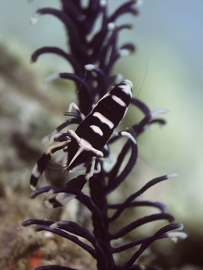 Crinoid Shrimp - Laomenes cornutus This Crinoid Shrimp - Laomenes cornutus are usually found among Crinoid, small in size, less than 1 cm, usually black and white in colour or other colours taking into consideration the colours of its host Crinoid. Crinoid Commensal Shrimp - Laomenes cornutus,Geotagged,Laomenes cornutus,Malapascua,Philippines,Shrimp,Winter,cebu