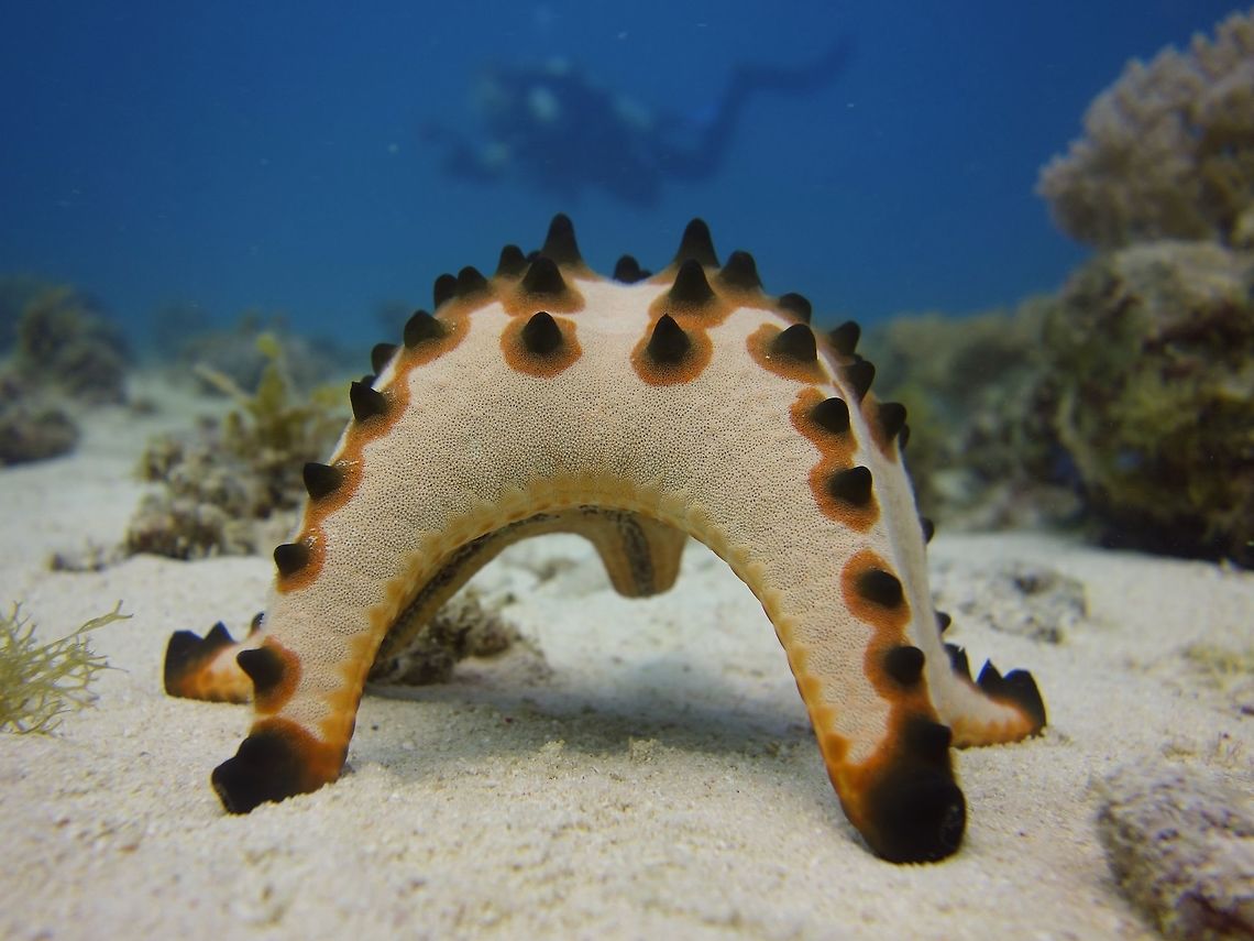 Starfish standing! Most of the time, we see the Starfish - Protoreaster nodosus lying flat on the sea bottom or sandy bottom, but they do &#039;stand&#039; up when they are getting ready to spawn. Geotagged,Horned Sea Star,Malapascua,Philippines,Protoreaster nodosus,Starfish,Winter,cebu