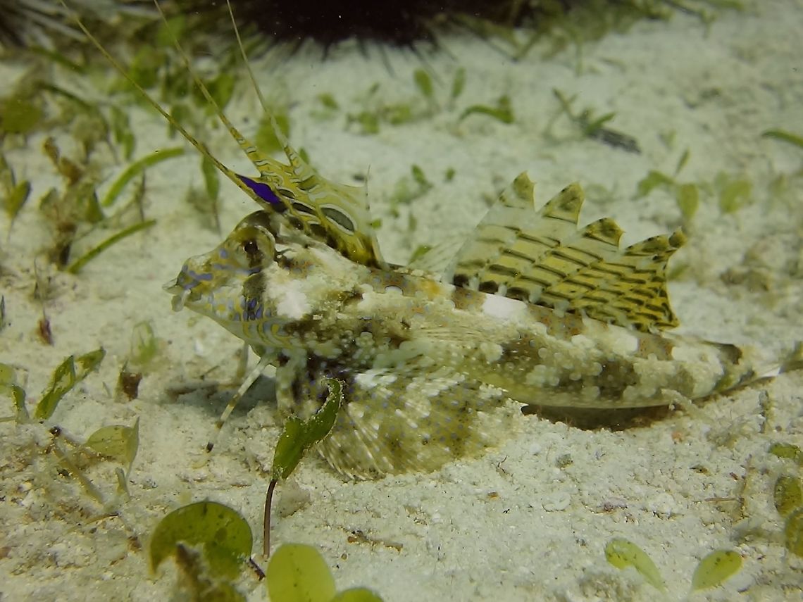 Male Fingered Dragonet - Dactylopus dactylopus The Fingered Dragonet - Dactylopus dactylopus is spotted in shades of brown; separated 1st ray of ventral fin used for &#039;walking&#039;; 1st dorsal fin with long filamentous rays and blue spot between 1st and 2nd rays.  Dactylopus dactylopus,Dragonet,Fingered dragonet,Fish,Geotagged,Malapascua,Philippines,Winter,cebu