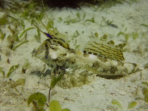 Male Fingered Dragonet - Dactylopus dactylopus The Fingered Dragonet - Dactylopus dactylopus is spotted in shades of brown; separated 1st ray of ventral fin used for 'walking'; 1st dorsal fin with long filamentous rays and blue spot between 1st and 2nd rays.  Dactylopus dactylopus,Dragonet,Fingered dragonet,Fish,Geotagged,Malapascua,Philippines,Winter,cebu