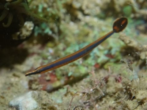 Doryrhamphus japonicus