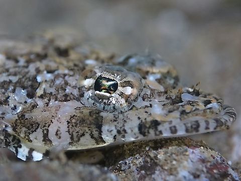 Longsnout Flathead - Thysanophrys chiltonae  Anilao,Batangas,Fish,Flathead,Geotagged,Longsnout Flathead,Philippines,Spring,Thysanophrys chiltonae