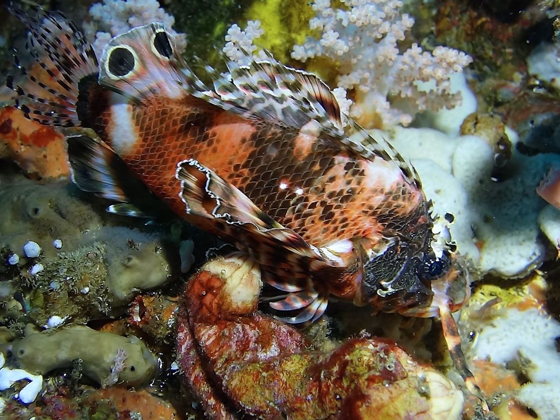 Twinspot Lionfish - Dendrochirus biocellatus (Updated - Nemapterois biocellatus) The Twinspot Lionfish - Dendrochirus biocellatus (Updated to Nemapterois biocellatus) is brown body with wide bars and 2-3 wide dark bands; withish fan-like non-filamentous pectoral fins, pair of eye spots on rear dorsal fin; long tentacle-like skin flap below each eye.<br />
<br />
Genus Update to Nemapterois.<br />
<br />
They are usually found in crevices or overhangs and likely to see them completely out at night.  Anilao,Batangas,Dendrochirus biocellatus,Fish,Geotagged,Lionfish,Nemapterois biocellatus,Philippines,Spring,Twinspot lionfish