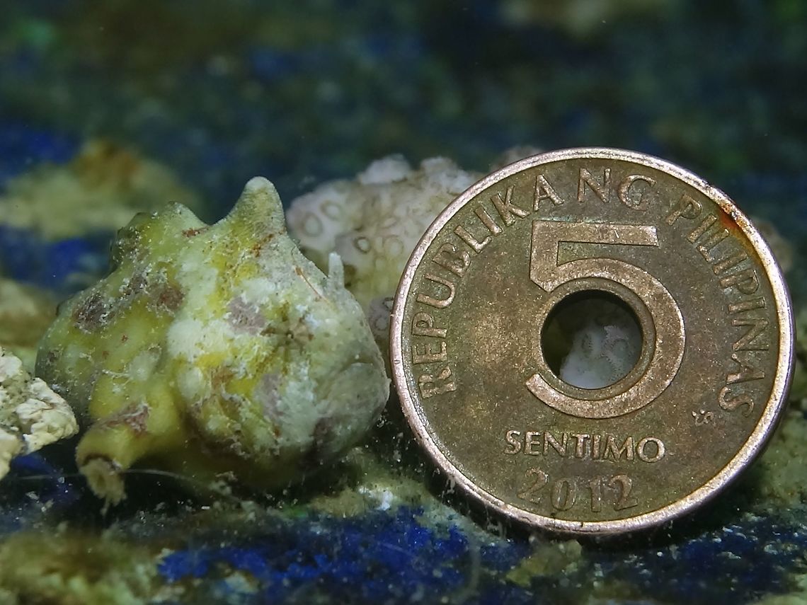 Tuberculated Frogfish - Antennatus tuberosus The Tuberculated Frogfish - Antennatus tuberosus are small in size, up to 8 cm.  This one is less than 1.5 cm, as compared to the 5 Centavos Philippines coin (diameter of 1.5 cm).  Then have tan to brownish look with reticulum of dark lines, may display patches of colour to enhance camouflage; dark bar on pectoral and tail fin.<br />
Usually found hiding under rubbles or rocks. Anilao,Antennatus tuberosus,Batangas,Frogfish,Geotagged,Philippines,Spring,Tuberculated Frogfish