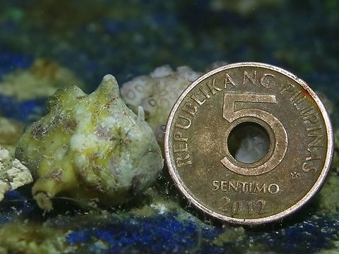 Tuberculated Frogfish