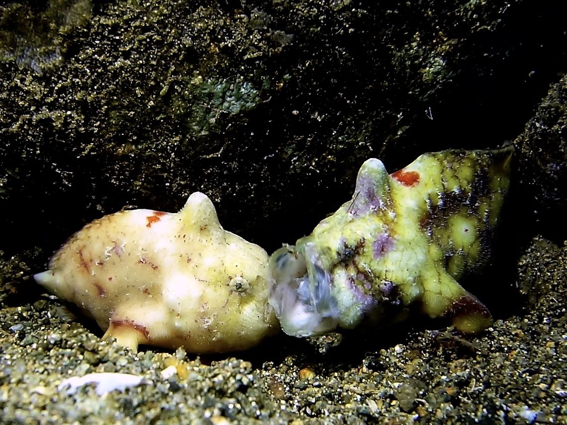 Let me see what you had for lunch! Seldom see 2 Tuberculated Frogfish - Antennatus tuberosus together, and this 2 were of the bigger ones, around 6-7 cm in size. The Frogfish on the right has a bloated stomach, I first thought it was pregnant but that was not the case.  It had a big meal and the picture shows it was starting to vomit/regurgitate out its meal.  Had a video of that happening, the meal was one huge fish, already mushy, it seems they do completely digest the prey they swallowed whole, and will vomit it out after a few days. Anilao,Antennatus tuberosus,Batangas,Frogfish,Geotagged,Philippines,Spring,Tuberculated Frogfish
