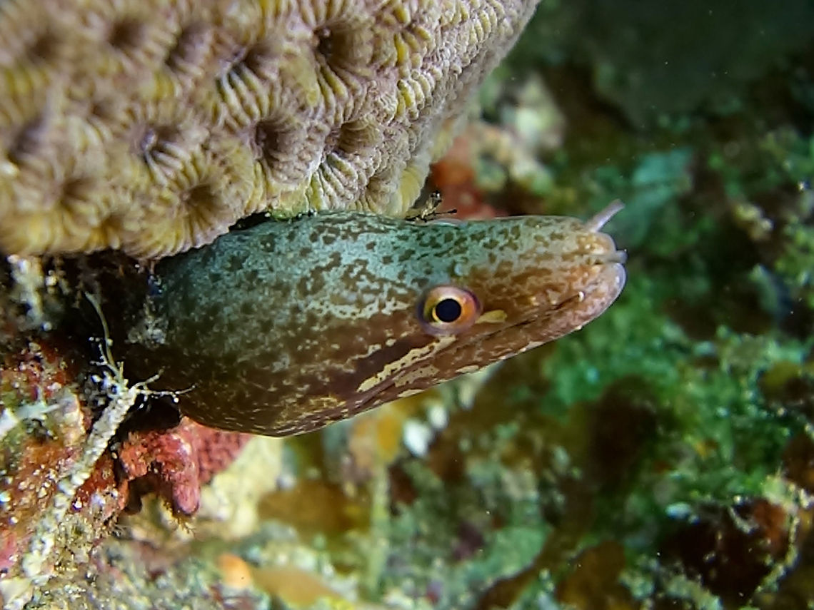 Barred-fin Moray - Gymnothorax zonipectis  Anilao,Barred-fin moray,Batangas,Eel,Geotagged,Gymnothorax zonipectis,Moray,Moray Eel,Philippines,Winter