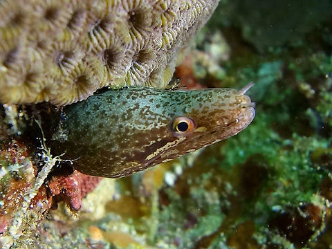 Barred-fin Moray - Gymnothorax zonipectis  Anilao,Barred-fin moray,Batangas,Eel,Geotagged,Gymnothorax zonipectis,Moray,Moray Eel,Philippines,Winter
