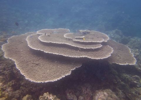 Table Coral - Acropora hyacinthus The Table Coral - Acropora hyacinthus are Colonies of wide flat plates and tables or tiered aggregations of small plates. Branches are thin and finely structured except where exposed to wave action, when they become closely fused. Branchlets are fine and upward projecting. Axial corallites are distinct but not exsert. Radial corallites are cup-shaped and form rosettes.

Colour: Uniform cream, brown, grey or green with or without blue (which may photograph pink) growing margins.

Habitat: Upper reef slopes and outer reef flats.

Abundance: One of the most abundant corals of exposed outer reef slopes of much of the western Pacific. Acropora hyacinthus,Anilao,Batangas,Coral,Geotagged,Philippines,Table Coral,Winter