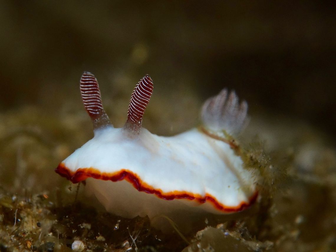 Bunny This Nudibranch - Goniobranchus sinensis is almost all white in colour with orange/brown margin.<br />
The Rhinopores are also brown/orange in colour. Anilao,Batangas,Geotagged,Goniobranchus sinensis,Nudibranch,Philippines,Spring