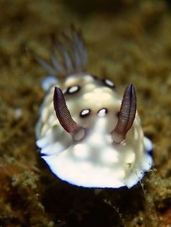 Nudibranch - Goniobranchus hintuanensis  Anilao,Batangas,Geotagged,Goniobranchus hintuanensis,Nudibranch,Philippines,Spring