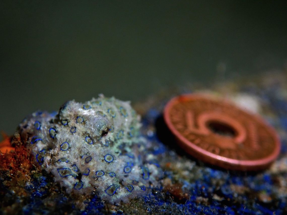 Cute Baby Octo This baby Blue-ringed Octopus - Hapalochlaena lunulata is around 1.5 cm, using the coin as size reference.<br />
It was resting on substrate with blue colour, letting it camouflage well.<br />
<br />
I only saw it when it was swimming/floating around and followed it as I knew it was an Octopus right away.<br />
This was not the smallest Blue-ringed Octopus that I have seen so far, have seen a tiny one of less than 1 cm. Anilao,Batangas,Blue-ringed Octopus,Geotagged,Greater blue-ringed octopus,Hapalochlaena lunulata,Octopus,Philippines,Spring