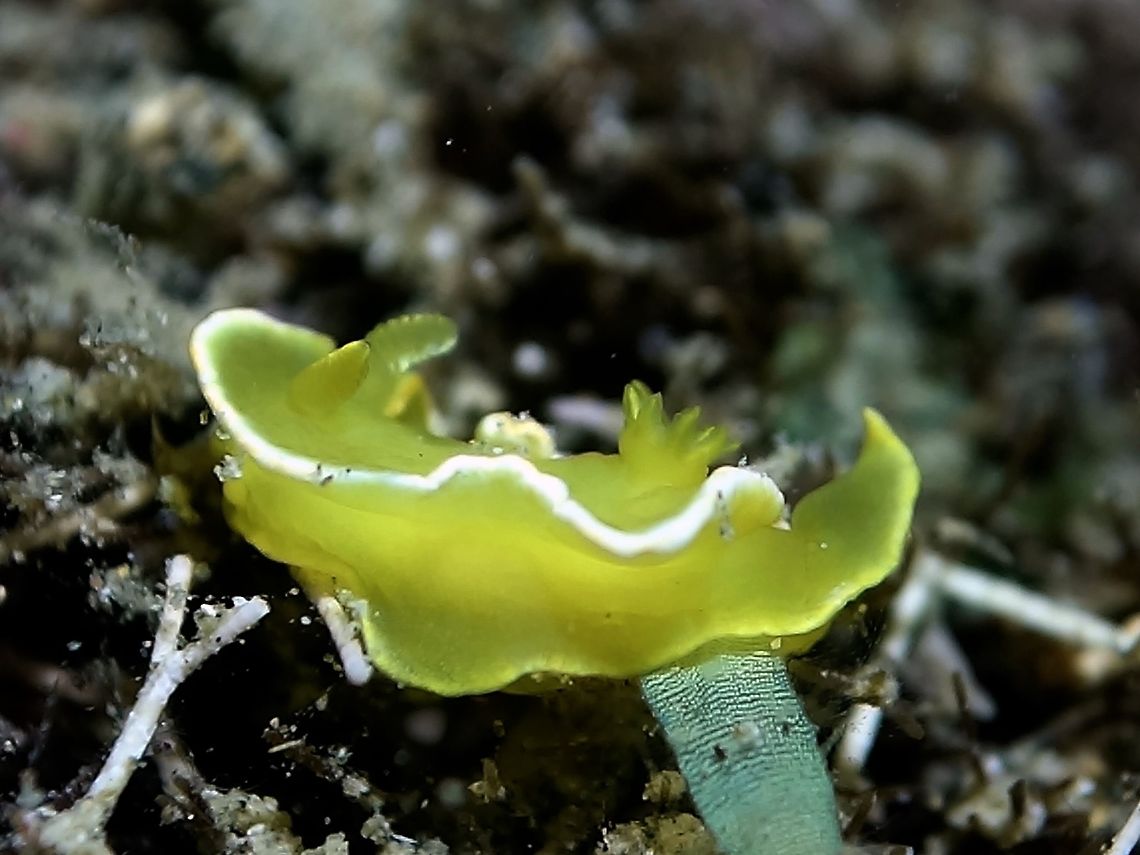 Yellow Nudibranch - Diversidoris crocea This Diversidoris crocea Nudibranch is almost all yellow in colour with white margins. Anilao,Batangas,Diversidoris crocea,Geotagged,Nudibranch,Philippines,Spring