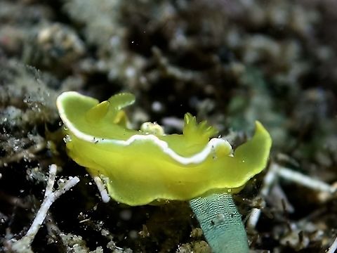 Yellow Nudibranch - Diversidoris crocea This Diversidoris crocea Nudibranch is almost all yellow in colour with white margins. Anilao,Batangas,Diversidoris crocea,Geotagged,Nudibranch,Philippines,Spring