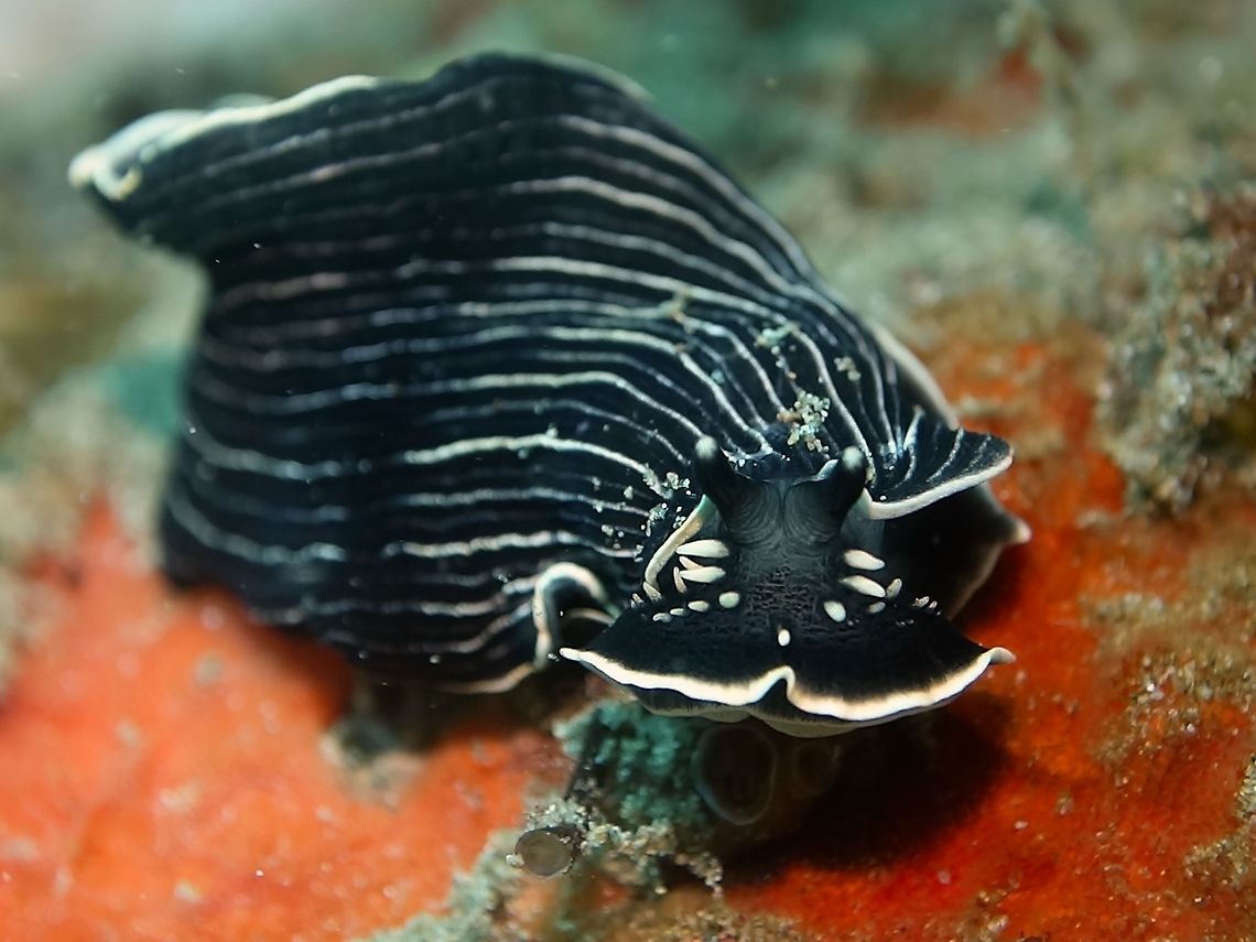 Sea Slug - Armina magna The Armina magna Sea Slug is black in colour with white/light yellow lines running from the head to the tail and with white/light yellow margins on the mantle and base. Anilao,Armina magna,Batangas,Geotagged,Philippines,Sea Slug,Spring