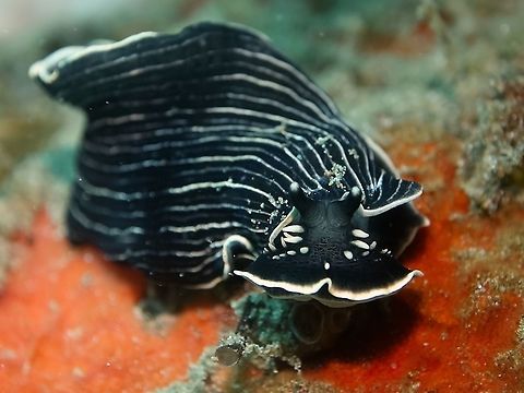 Sea Slug - Armina magna The Armina magna Sea Slug is black in colour with white/light yellow lines running from the head to the tail and with white/light yellow margins on the mantle and base. Anilao,Armina magna,Batangas,Geotagged,Philippines,Sea Slug,Spring