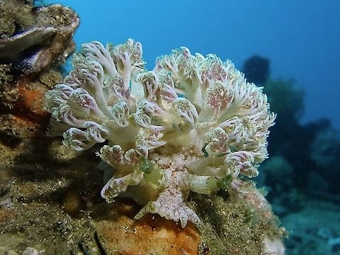 I'm veggie The Marionia arborescens Nudibranch looks like coral polyps when it opens up its cerrata. Anilao,Batangas,Geotagged,Marionia arborescens,Nudibranch,Philippines,Spring