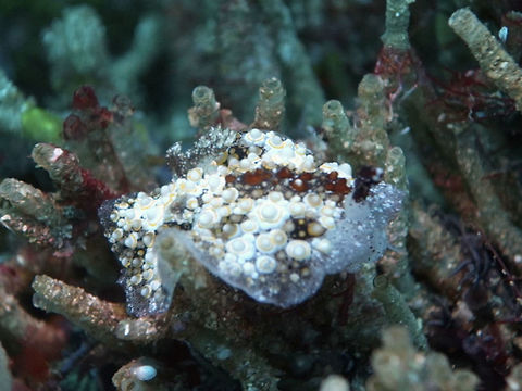 Nudibranch - Hoplodoris estrelyado This Hoplodoris estrelyado Nudibranch has a synonym - Carminodoris estrelyado, both the names were described by the same Taxanomists - Gosliner & Behrens in 1998. Carminodoris estrelyado,Geotagged,Hoplodoris estrelyado,Malapascua,Nudibranch,Philippines,Spring,cebu