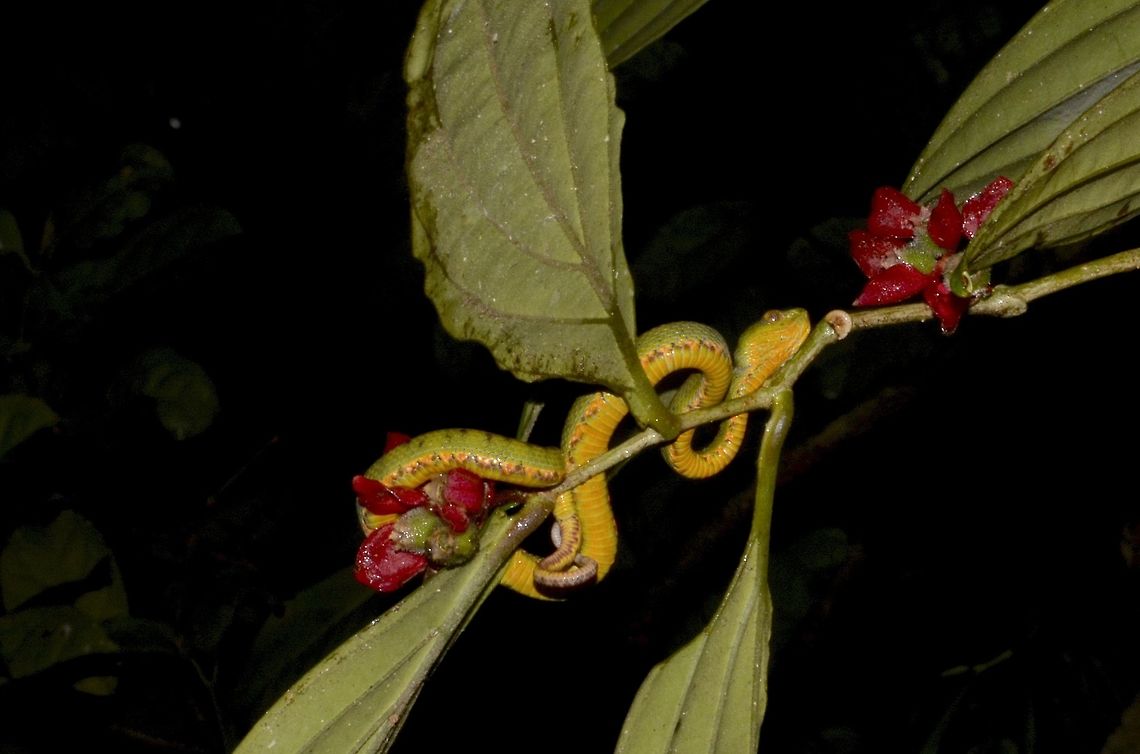 Philippine Pit Viper - Trimeresurus flavomaculatus Saw this Philippine Pit Viper - Trimeresurus flavomaculatus during a night walk and it was too high on an overhead branch and did not get the opportunity to get closer up shots :( Fall,Geotagged,Philippine Pit Viper,Philippines,Pit Viper,Quezon,Snake,Trimeresurus flavomaculatus,Viper