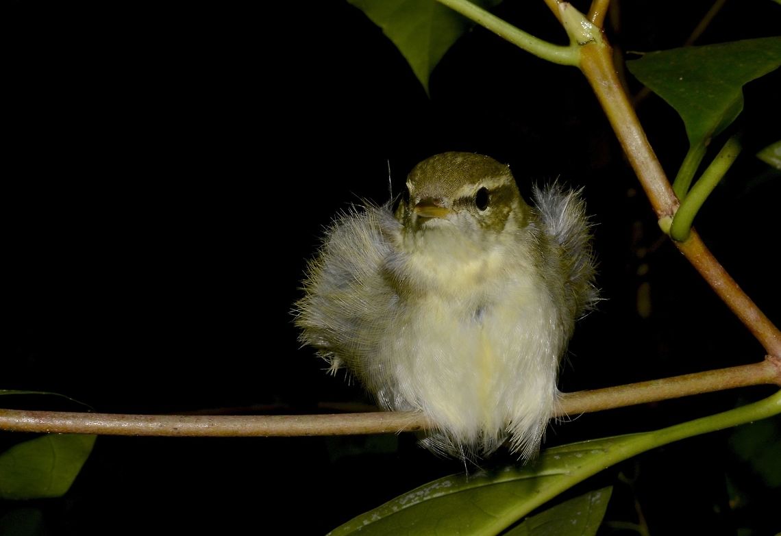 Lemon Throated Leaf Warbler The information I received from a Filipino forum is that this is a sub-species of the Lemon Throated Leaf Warbler - Phylloscopus cebuensis sorsogonensis, based on the location I saw it. Bird,Fall,Geotagged,Lemon-throated leaf warbler,Philippines,Phylloscopus cebuensis,Quezon