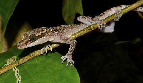 Philippine bent-toed Gecko - Cyrtodactylus philippinicus  Cyrtodactylus philippinicus,Fall,Gecko,Geotagged,Philippine bent-toed gecko,Philippines,Quezon