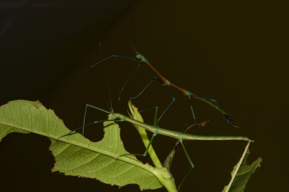 Sticky Pair Pair of Phasmid of the species - Periphetes graniferum Periphetes graniferum,Phasmid,Samar,Stick Insect