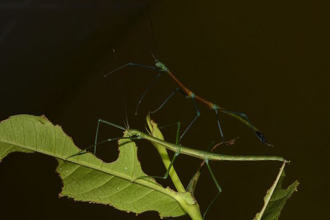 Sticky Pair Pair of Phasmid of the species - Periphetes graniferum Periphetes graniferum,Phasmid,Samar,Stick Insect