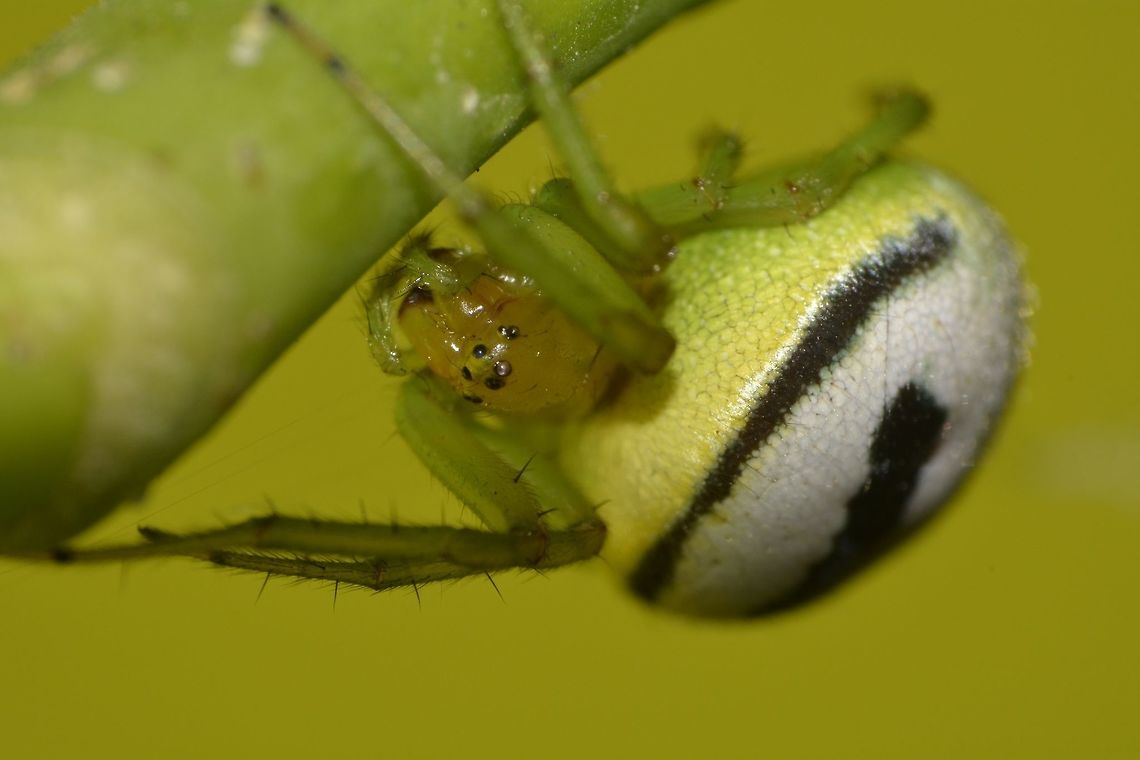 Kidney Garden Spider - Araneus mitificus Saw this Kidney Garden Spider - Araneus mitificus at my friend&#039;s garden in Manila,  Araneus mitificus,Fall,Geotagged,Kidney garden spider,Manila,Philippines,Spider