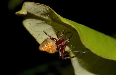 Spider Saw this Spider during night walk at Quezon National Park, it has some interesting markings on its body, but no idea what species it is. Fall,Geotagged,Philippines,Quezon,Spider