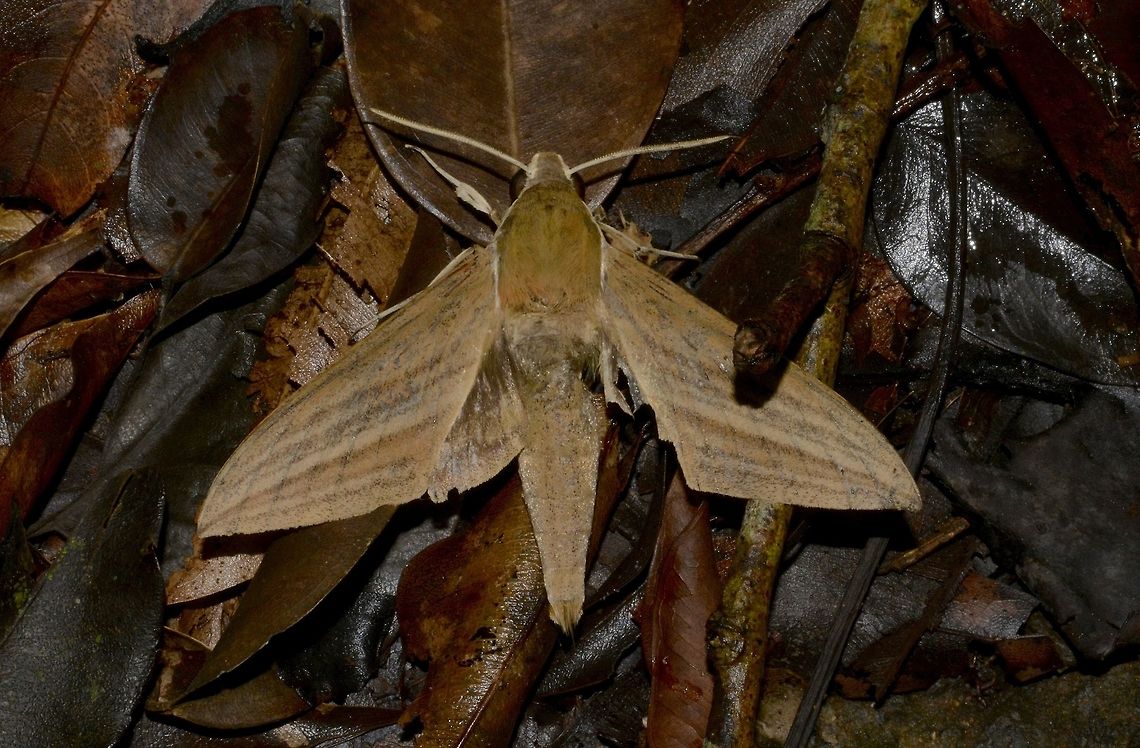 Hawkmoth - Theretra rhesus  Fall,Geotagged,Hawkmoth,Moth,Philippines,Quezon,Theretra rhesus