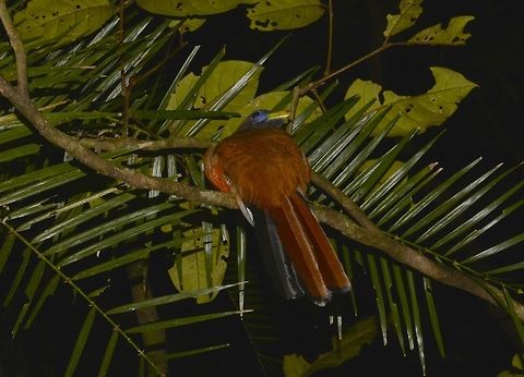 Philippine Coucal - Centropus viridis  Bird,Centropus viridis,Fall,Geotagged,Philippine coucal,Philippines,Quezon