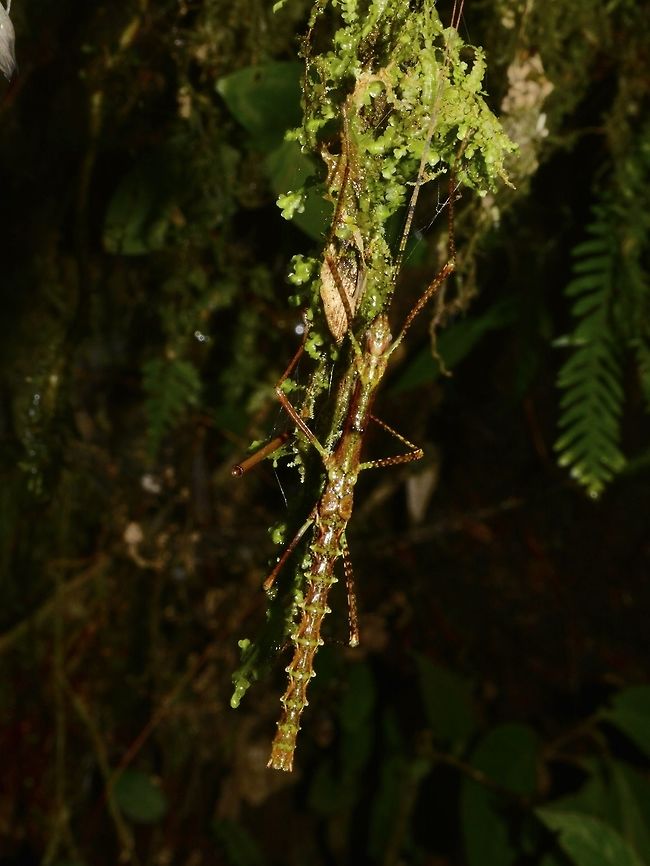 Stick Insect, Phasmid - Otraleus christianae This is a  Phasmid of the species Otraleus christianae, which was newly described in January 2017. Bay-yo,Geotagged,Otraleus,Otraleus christianae,Phasmid,Philippines,Stick Insect,Summer