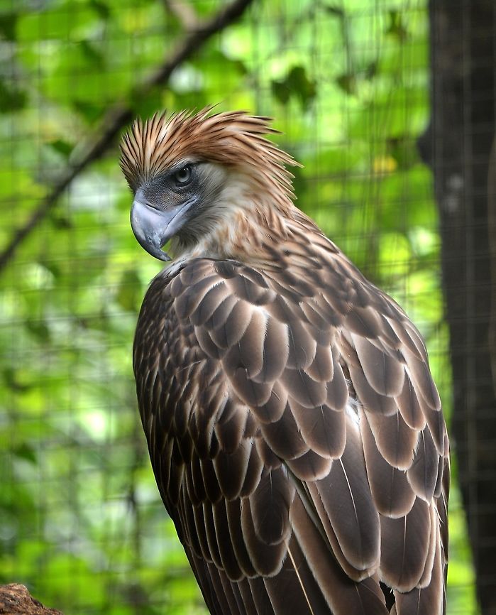 Philippines Eagle - Pithecophaga jefferyi Philippines Eagle - Pithecophaga jefferyi is also known as Monkey-eating Eagle and Great Philippine Eagle.<br />
It is the pride of the Philippines, being the national Bird.<br />
This was seen at Philippine Eagle Center at Davao where they have an exhibit and rehabilitation program considering it is a highly endangered species. Davao,Eagle,Geotagged,Philippine eagle,Philippines,Pithecophaga jefferyi,Spring