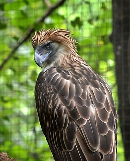 Philippines Eagle - Pithecophaga jefferyi Philippines Eagle - Pithecophaga jefferyi is also known as Monkey-eating Eagle and Great Philippine Eagle.
It is the pride of the Philippines, being the national Bird.
This was seen at Philippine Eagle Center at Davao where they have an exhibit and rehabilitation program considering it is a highly endangered species. Davao,Eagle,Geotagged,Philippine eagle,Philippines,Pithecophaga jefferyi,Spring