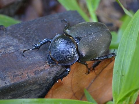 Atlas Chafer Beetle, female I was told that the female of Atlas Chafer Beetle - Chalcosoma moellenkampi does not has the big horns like the males. Beetle,Chafer Beetle,Chalcosoma moellenkampi,Geotagged,Lambir Hills,Malaysia,Moellenkampi Beetle,Sarawak,Winter