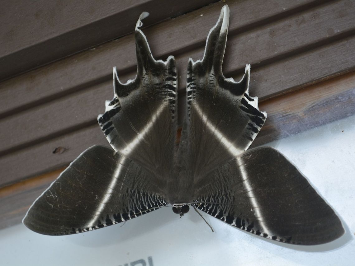 Giant Uraniid Moth - Lyssa menoetius This large size Uraniid Moth - Lyssa menoetius was attracted by the lights at night of Lambir Hills National Park. Geotagged,Giant Uraniid Moth,Lambir Hills,Lyssa menoetius,Malaysia,Moth,Sarawak,Uraniid Moth,Winter