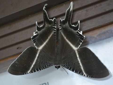 Giant Uraniid Moth - Lyssa menoetius This large size Uraniid Moth - Lyssa menoetius was attracted by the lights at night of Lambir Hills National Park. Geotagged,Giant Uraniid Moth,Lambir Hills,Lyssa menoetius,Malaysia,Moth,Sarawak,Uraniid Moth,Winter