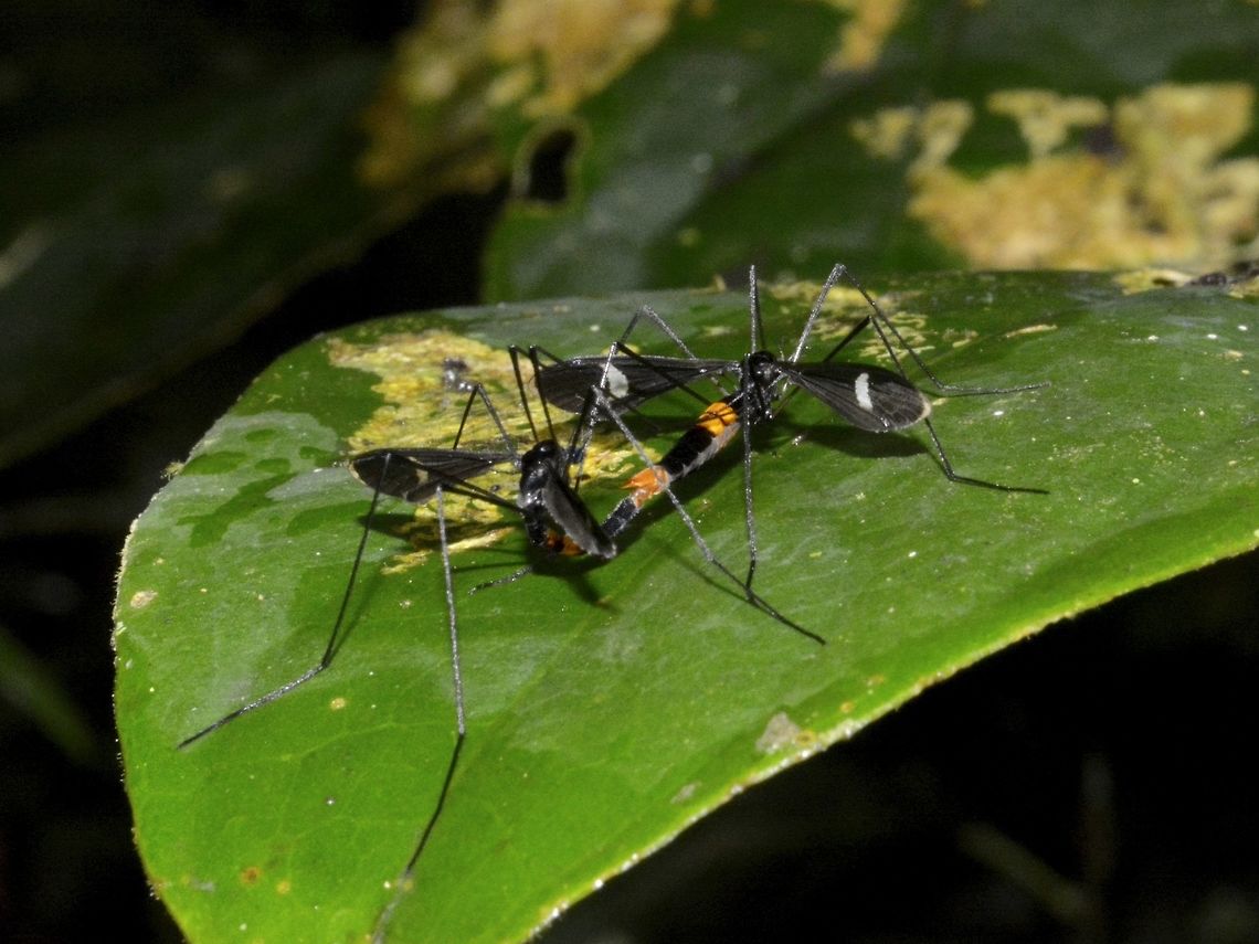 Limoniid Crane Fly - Hexatoma (Eriocera) lunigera This Limoniid Crane Fly - Hexatoma (Eriocera) lunigera didn't look like anything special to me when I saw it, and I only took one picture of it because it was a pair.  When I posted it to another forum 3 years ago, one of the Moderator went to great length to get the ID after he was only able to identify the genus.  He contacted an expert in Crane Fly, Piotr Oosterbroek from Holland who then was able to identify it to the species level.  But the amazing part of the story was that Piotr Oosterbroek only had the historic drawing from the description in 1856 and this picture now became the first photo document of a live Limoniid Crane Fly - Hexatoma (Eriocera) lunigera. Crane Fly,Geotagged,Hexatoma lunigera,Limoniid Crane Fly,Malaysia,Mulu,Sarawak,Winter