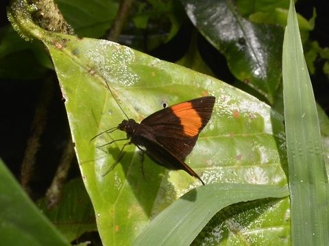 Gem Demon - Ancistroides gemmifer  Ancistroides gemmifer,Butterfly,Gem Demon,Geotagged,Malaysia,Mulu National Park,Sarawak,Winter