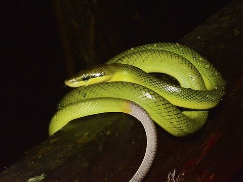Red Tailed Green Rat Snake - Gonyosoma oxycephalum Saw this Red Tailed Green Rat Snake - Gonyosoma oxycephalum during a night walk, and it was slithering on the rails of the walkway, which gave me a shock when I saw it, as my hands were just inches away from it.  After realising it is a non-venomous snakes, we tried to take some close-up shots of it, and it then 'curled' up as seen in the picture, probably as a defensive posture.  Although its name mentioned the tail is red, it is mostly brown in colour. Geotagged,Gonyosoma oxycephalum,Malaysia,Mulu,Rat Snake,Red-tailed green ratsnake,Sarawak,Snake,Winter