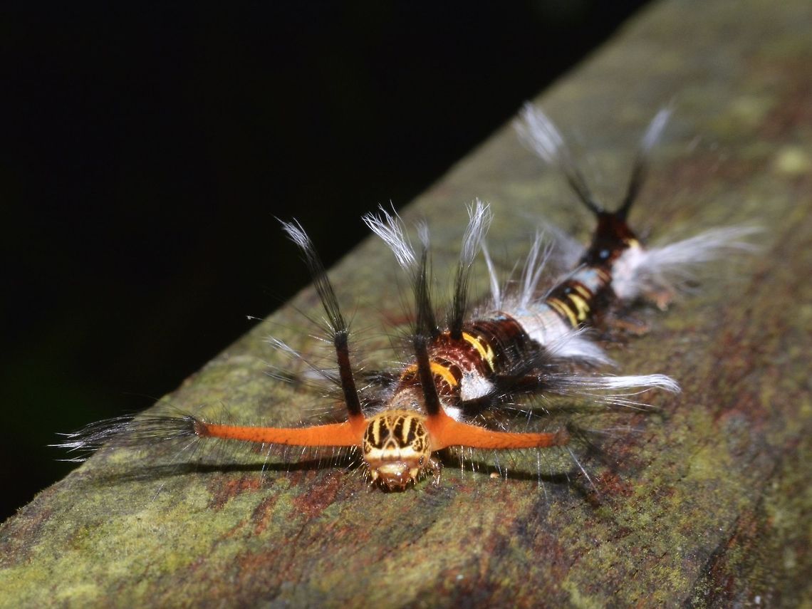 Caterpillar of Lappet Moth - Kunugia divaricata This Caterpillar of Lappet Moth - Kunugia divaricata was around 4 cm with interesting hair appendages.<br />
Seen during a night walk, it was crawling on the railing of the walkway. Caterpillar,Geotagged,Kunugia divaricata,Lappet Moth,Lappet Moth - Kunugia divaricata,Malaysia,Moth Week 2018,Mulu,Sarawak,Winter