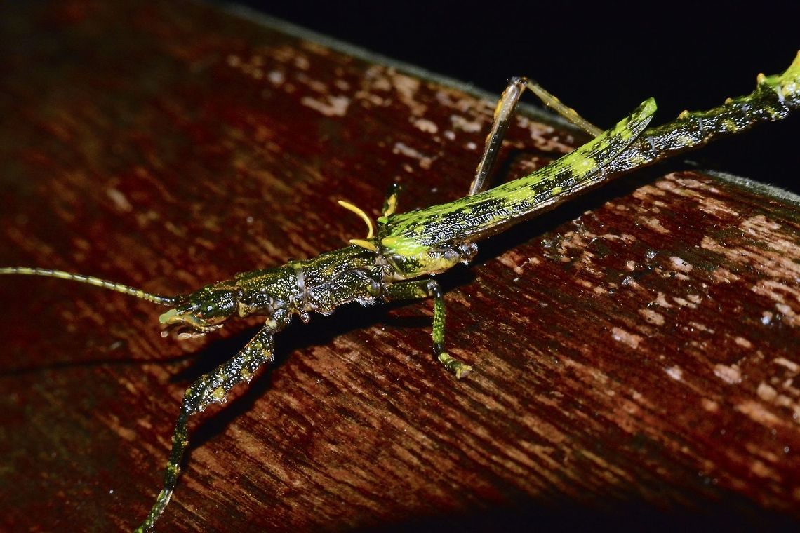 Stick Insect, Phasmid - Dinophasma braggi This is a male Phasmid of the species Dinophasma braggi.<br />
When I saw it, I didn't pay too much attention to it as it is 'damaged' with 2 legs missing.<br />
After the trip, when I was looking for the ID, only then I realized this was a very rare species.<br />
<br />
The description of this species was based on old specimen materials kept in the National Museum of Vienna and tagged as paralectotype of Phaeophasma alatum. Dinophasma braggi,Geotagged,Malaysia,Mulu,Phasmid,Sarawak,Stick Insect,Winter
