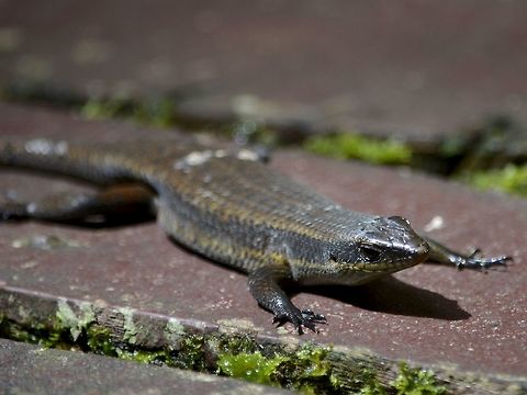Rough Mabuya Skink - Eutropis rudis  Eutropis rudis,Geotagged,Lizard,Malaysia,Mulu,Rough Mabuya,Sarawak,Skink,Winter