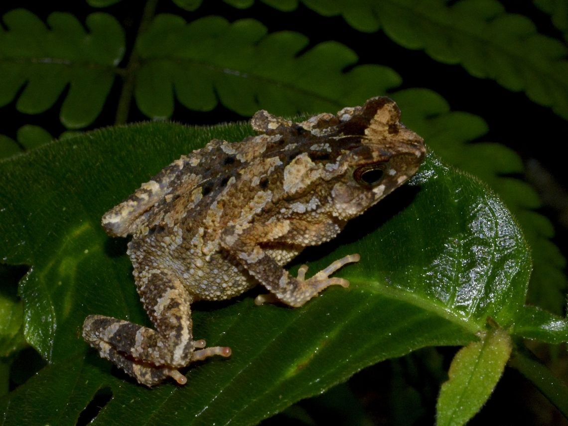Lesser Stream Toad - Ingerophrynus parvus  Geotagged,Ingerophrynus parvus,Lesser Stream Toad,Malaysia,Mulu,Sarawak,Toad,Winter