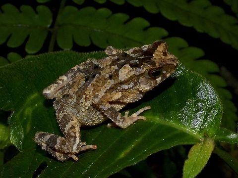 Lesser Stream Toad - Ingerophrynus parvus  Geotagged,Ingerophrynus parvus,Lesser Stream Toad,Malaysia,Mulu,Sarawak,Toad,Winter