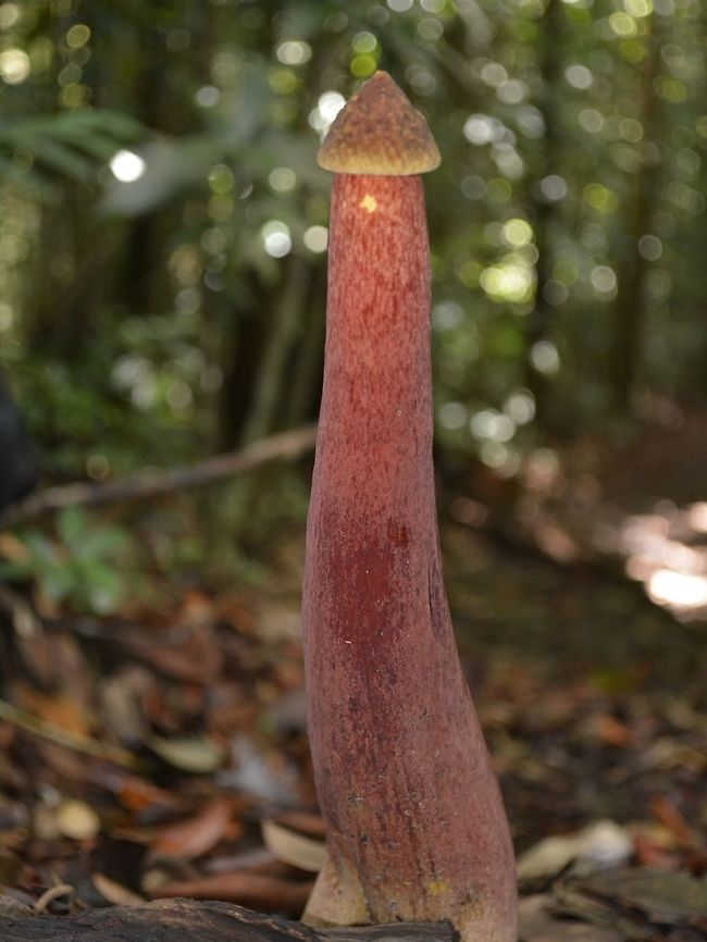 What is this Fungi? Quite big sized, around 20 cm in height, reddish in colour. Fungi,Geotagged,Lambir Hills,Malaysia,Phallus,Phallus sp,Sarawak,Winter